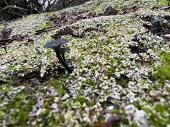 Arrhenia chlorocyanea