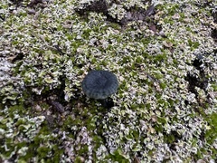 Arrhenia chlorocyanea