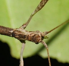 Austrocarausius gasterbulla