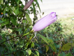 Ipomoea orizabensis austromexicana
