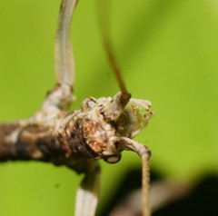 Austrocarausius gasterbulla