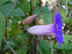 Ipomoea orizabensis austromexicana