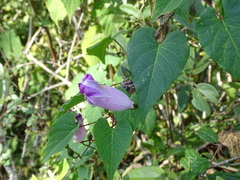 Ipomoea orizabensis austromexicana