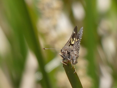 Trapezites phigalioides