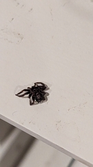 Herpyllus ecclesiasticus