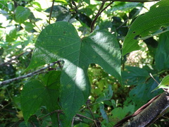 Ipomoea silvicola
