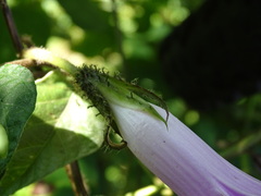 Ipomoea silvicola