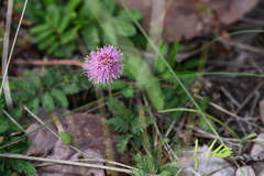 Mimosa strigillosa