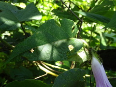 Ipomoea silvicola
