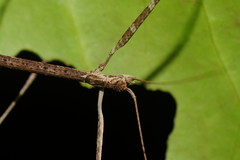 Austrocarausius gasterbulla