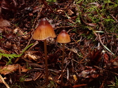 Mycena sanguinolenta