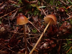 Mycena sanguinolenta