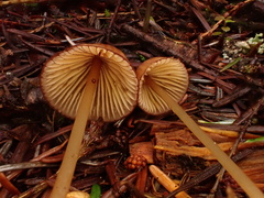 Mycena sanguinolenta