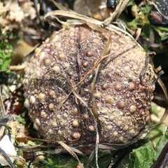 Heliocidaris erythrogramma