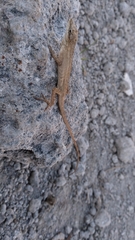 Anolis sericeus