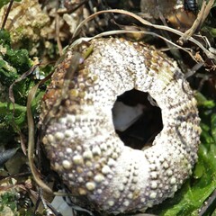 Heliocidaris erythrogramma