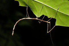 Austrocarausius gasterbulla