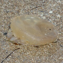 Catostylus