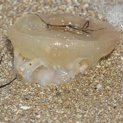 Catostylus