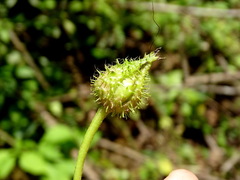 Ipomoea silvicola