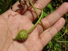 Ipomoea silvicola