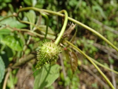 Ipomoea silvicola