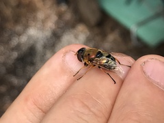 Austalis pulchella