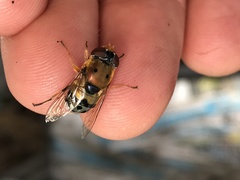 Austalis pulchella