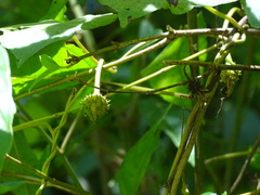 Ipomoea silvicola