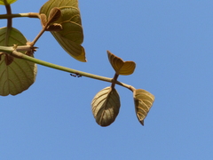 Butea monosperma