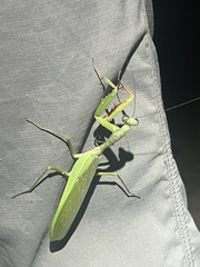 Rhombodera palawanensis