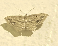 Scopula umbilicata