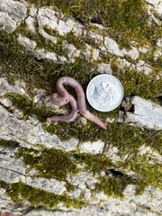 Aporrectodea caliginosa