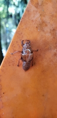 Amphipsalta zelandica