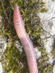 Aporrectodea caliginosa