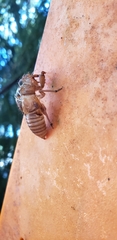 Amphipsalta zelandica