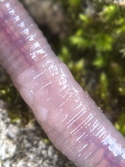 Aporrectodea caliginosa