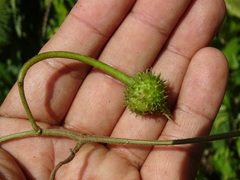 Ipomoea silvicola