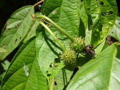 Ipomoea silvicola
