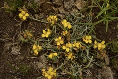 Physaria lateralis