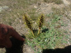 Aciphylla hectori