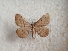 Stueningia taurica