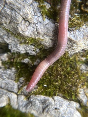 Aporrectodea caliginosa