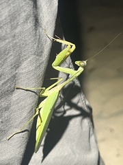 Rhombodera palawanensis