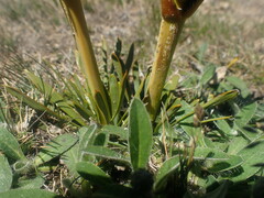 Aciphylla hectori