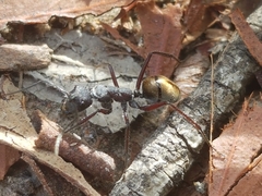 Camponotus suffusus