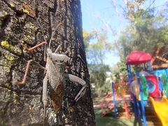 Acanthocephala alata