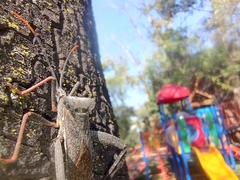 Acanthocephala alata