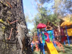 Acanthocephala alata