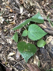 Dendrocnide moroides